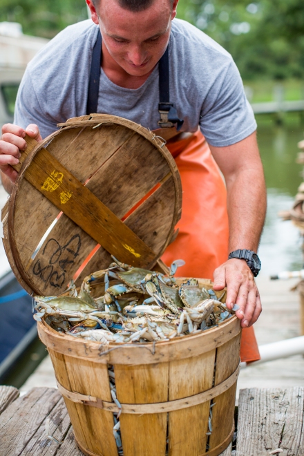 Crabs Galore